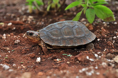 Furrowed wood turtle